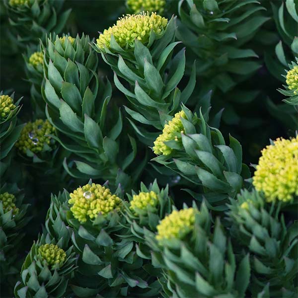 RHODIOLA Extract main image