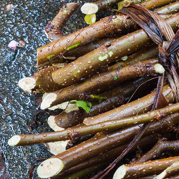 MULBERRY ROOT Extract/POWDER main image