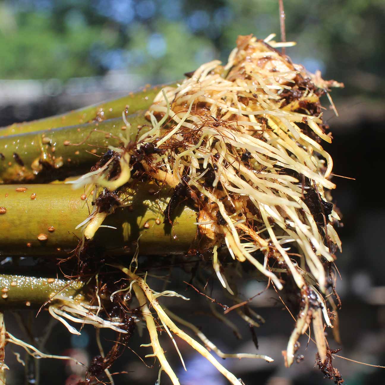 MULBERRY ROOT Extract/POWDER image 2