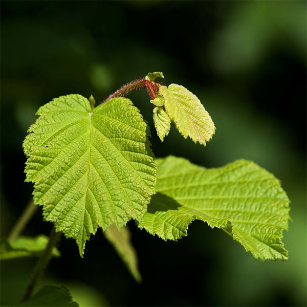 Witch Hazel Leaf Extract(MOISTFULL) main image