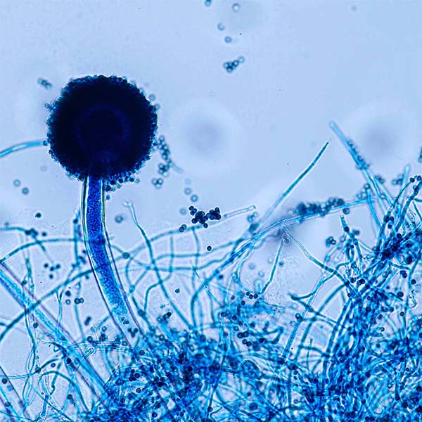 Aspergillus Ferment(SENAS) main image