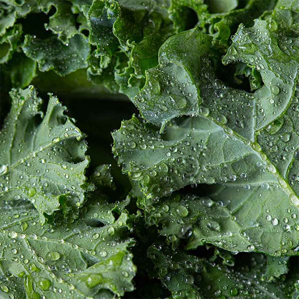 Kale Extract G(BDH) main image