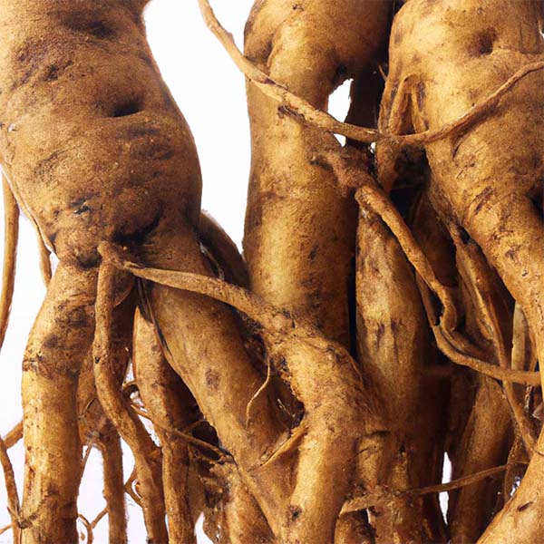 Ginseng Complex main image