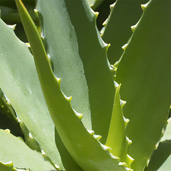 Aloe Complex (H) main image