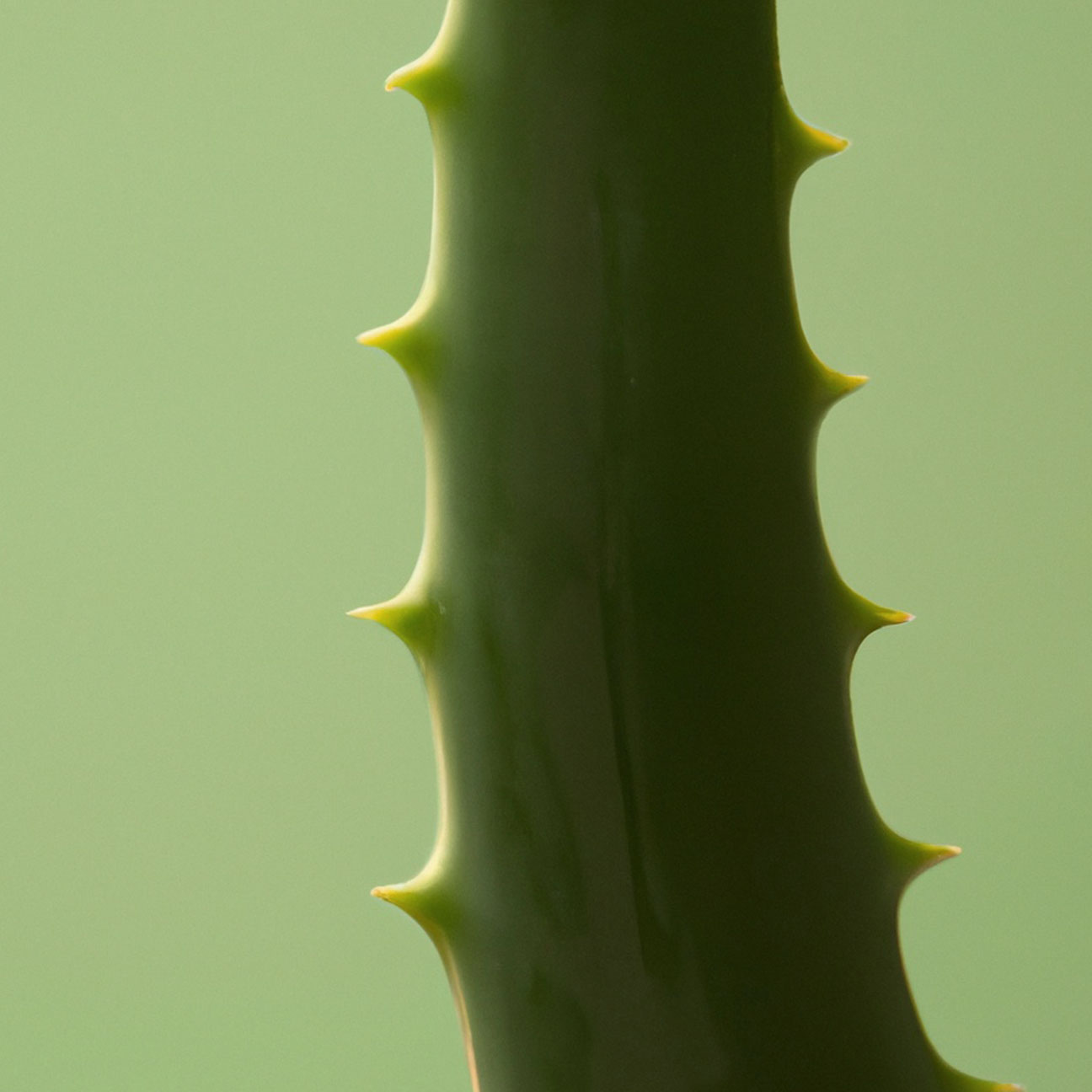 Aloe Complex (H) image 2