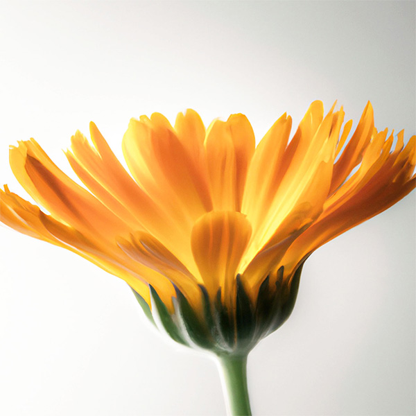 Calendula Officinalis Flower Extract JQD (B) main image