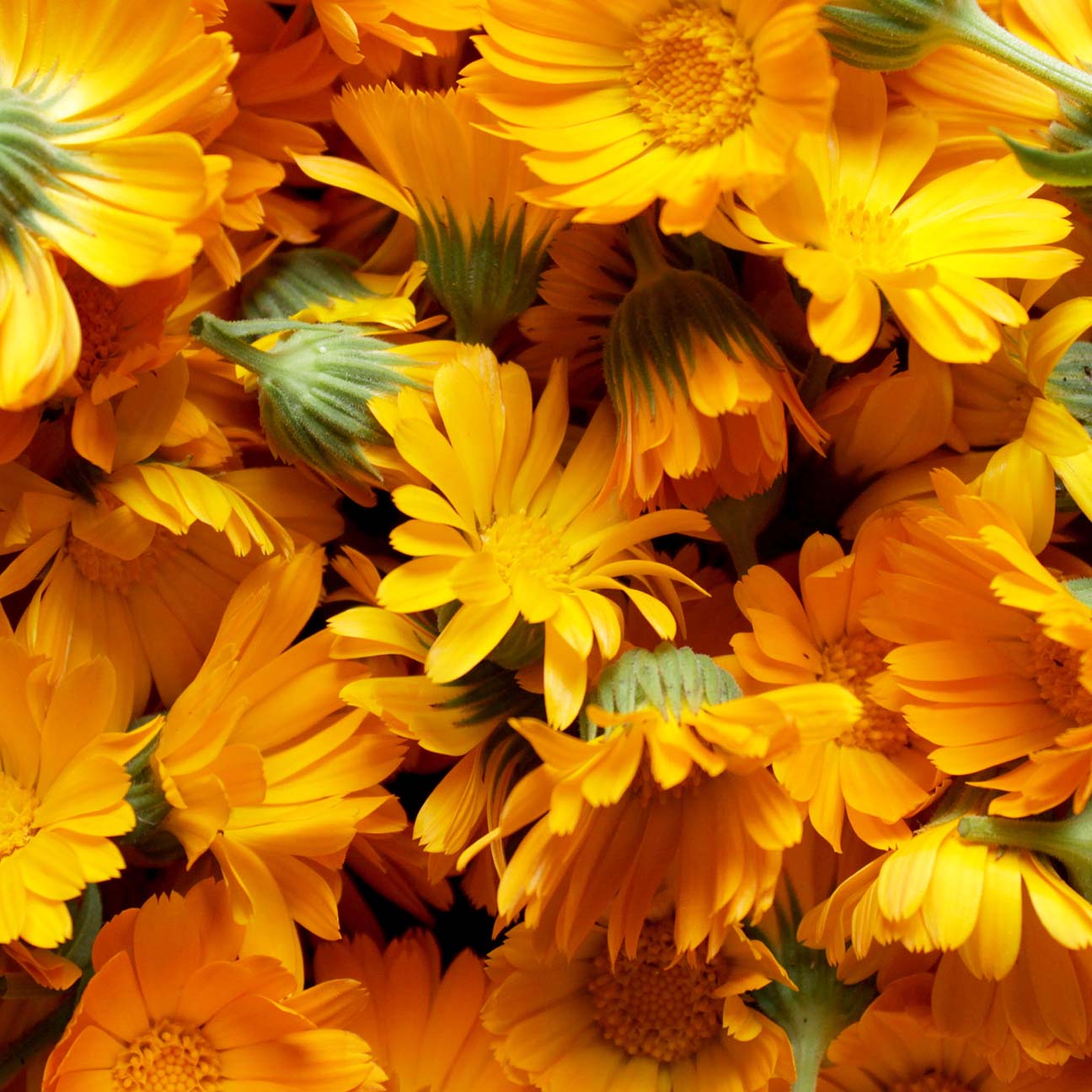 Calendula Officinalis Flower Extract JQD (B) image 2