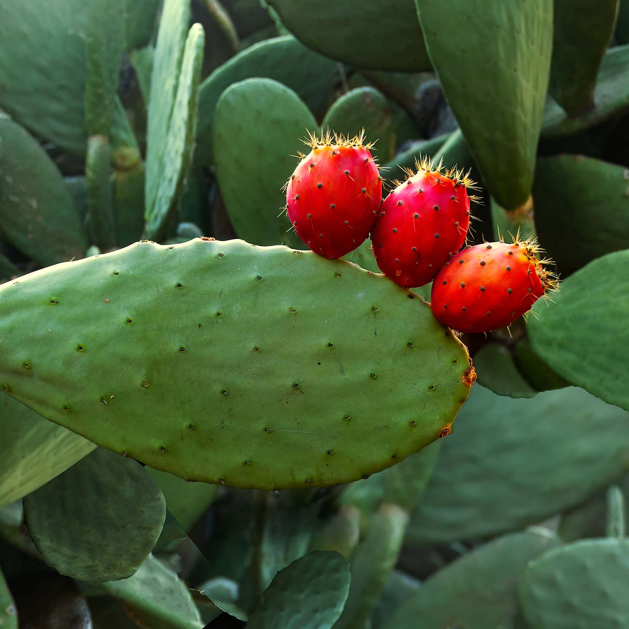 Jeju Opuntia Coccinellifera Fruit Extract G-MIJ (H image 3