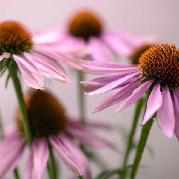 Jeju Echinacea Purpurea Extract G (PG) main image