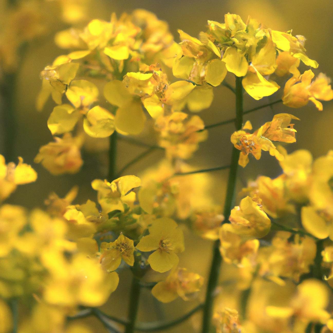 Jeju Rapeseed Extract G (PG) image 2