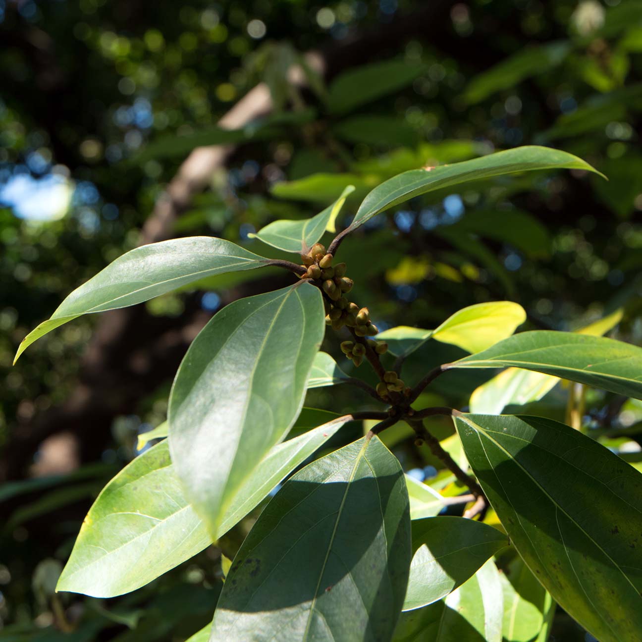 Jeju Neolitsea Aciculata Stem Extract G-MIJ (H)'s thumbnail image