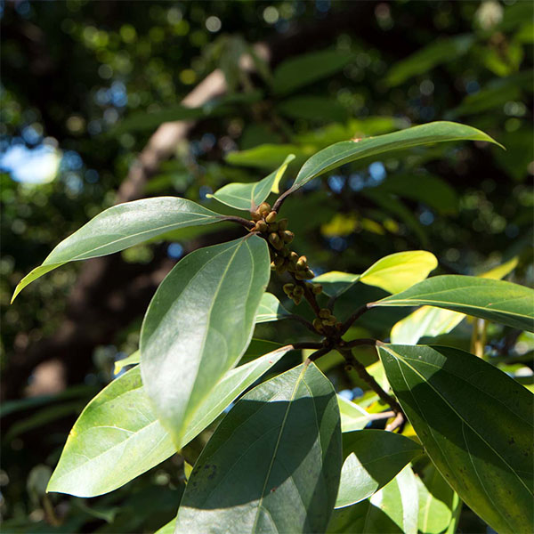 Jeju Neolitsea Aciculata Stem Extract G-MIJ (H) main image