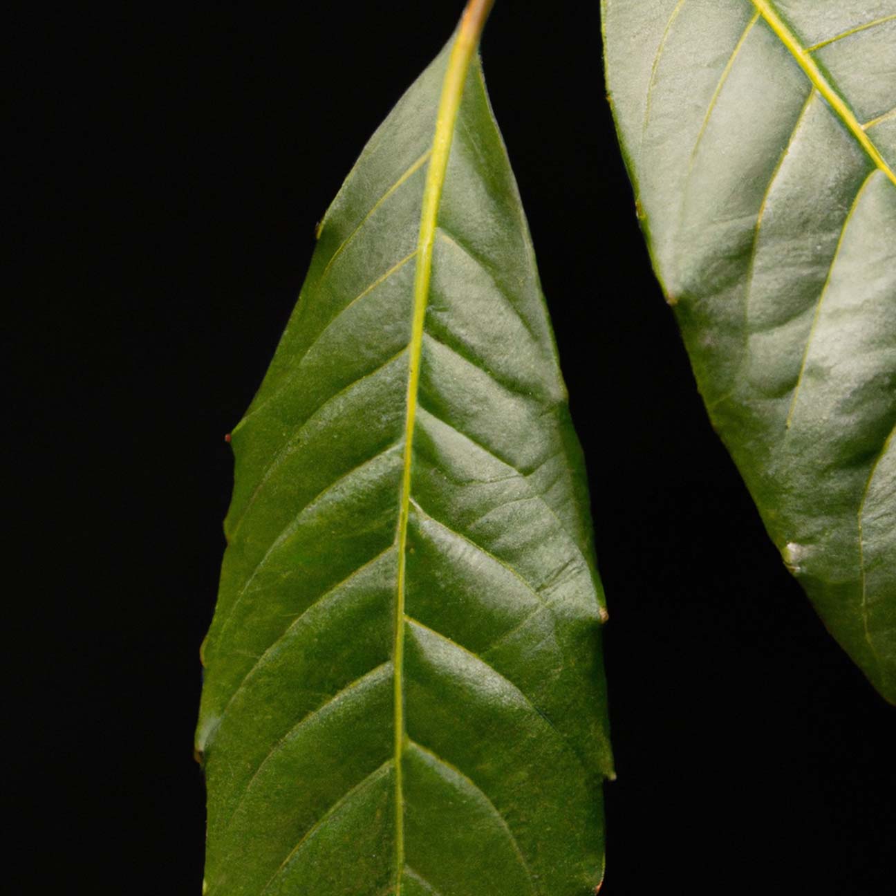 Jeju Camellia Sinensis Leaf Extract G1-MIJ (H)'s thumbnail image