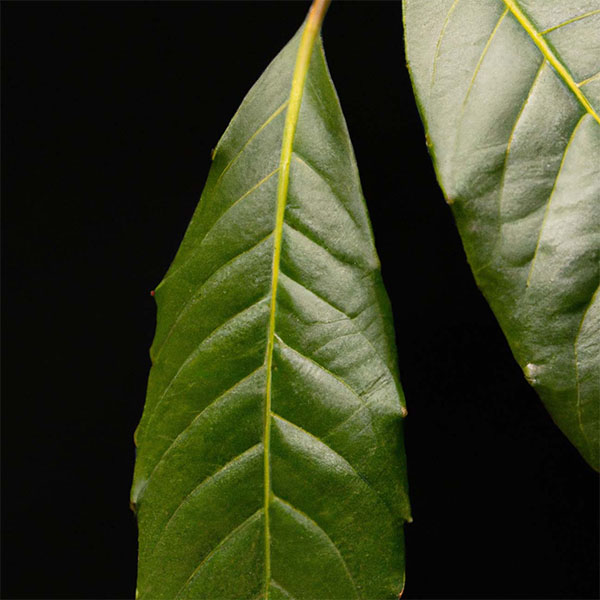 Jeju Camellia Sinensis Leaf Extract G1-MIJ (H) main image