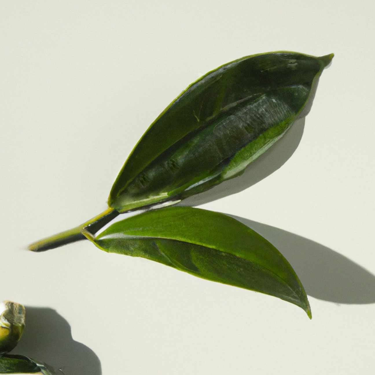 Jeju Camellia Sinensis Leaf Extract G-MIJ (H)'s thumbnail image