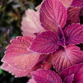 Perilla Frutescens Leaf Extract (H) - Anti-oxidant Ingredients | CTKCLIP