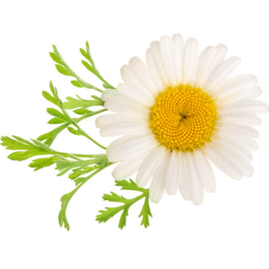 Chamomilla Recutita (Matricaria) Flower Extract G Antioxidant