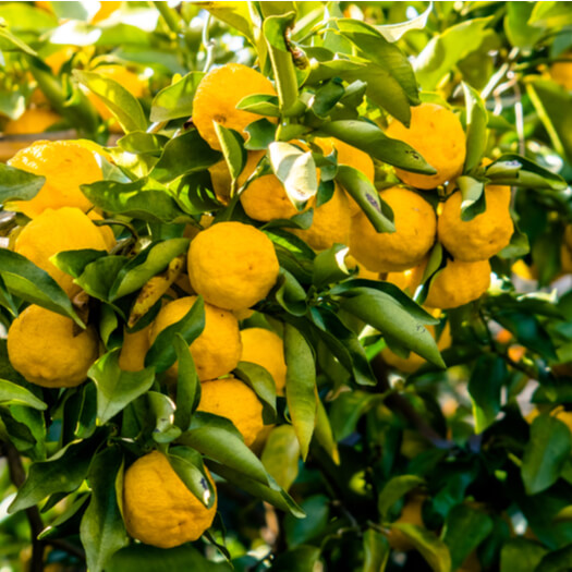 CTKCLIP Citrus Junos Fruit Extract P (B)