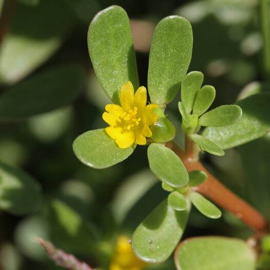 Jeju Portulaca Oleracea Extract G-MIJ (H) - Anti-oxidant Ingredients ...