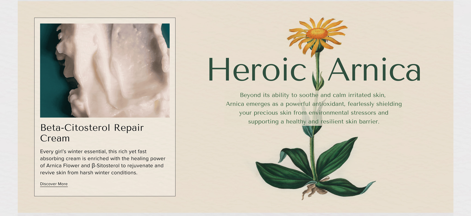 Heroic Arnica Beyond its ability to soothe and calm irritated skin, Arnica emerges as a powerful antioxidant, fearlessly shielding your precious skin from environmental stressors and supporting a healthy and resilient skin barrier. - Beta-Citosterol Repair Cream